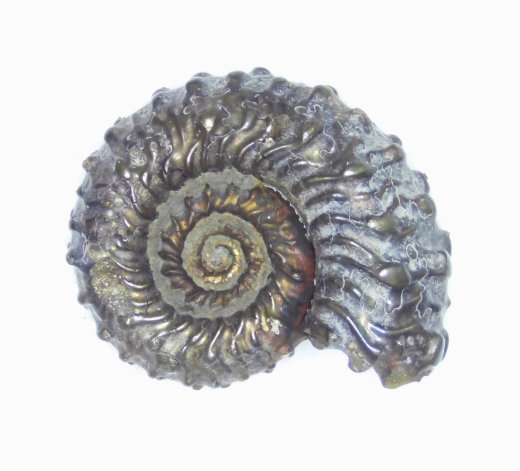 Ammonite Kosmoceras spinosum

